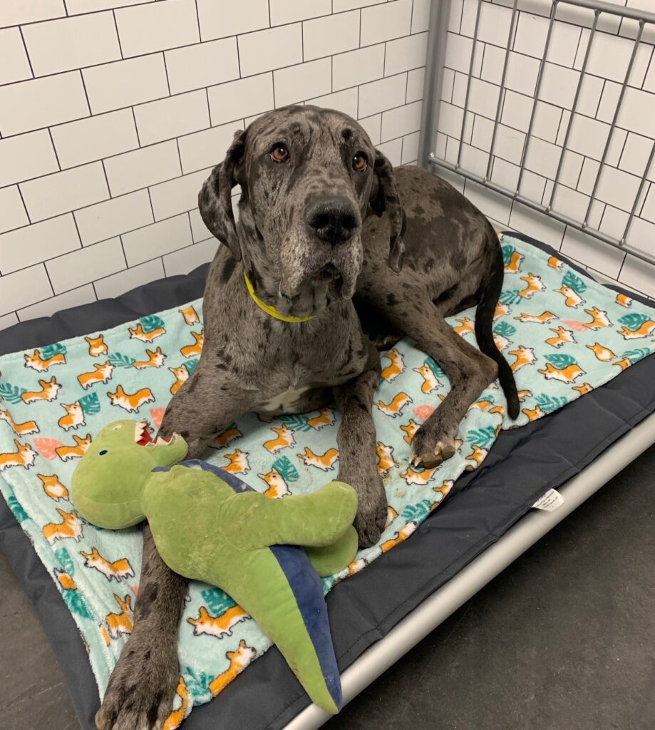 Dog Boarding The Barkmore Bowling Green